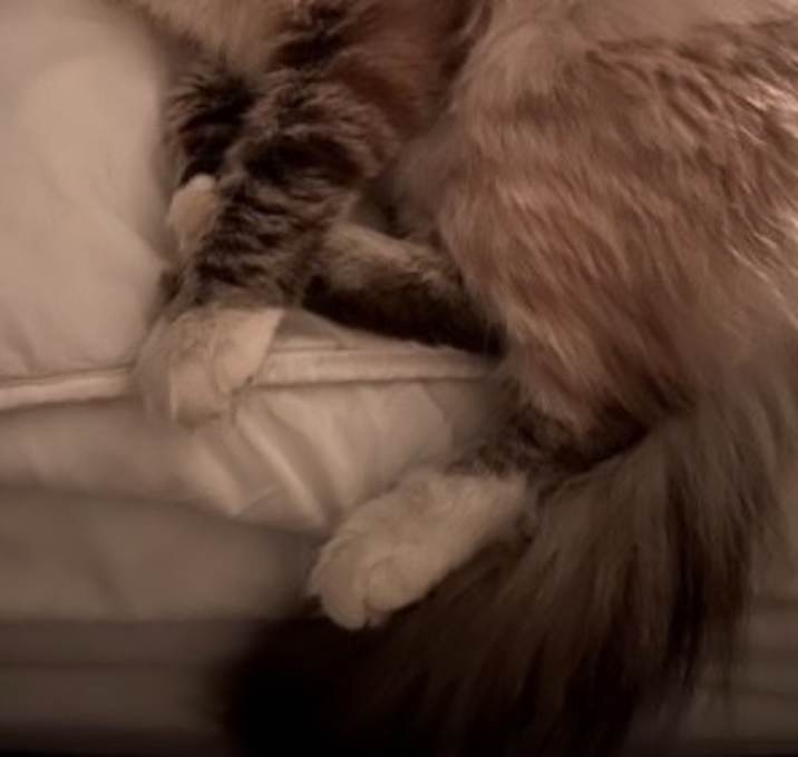 Photo of Stella