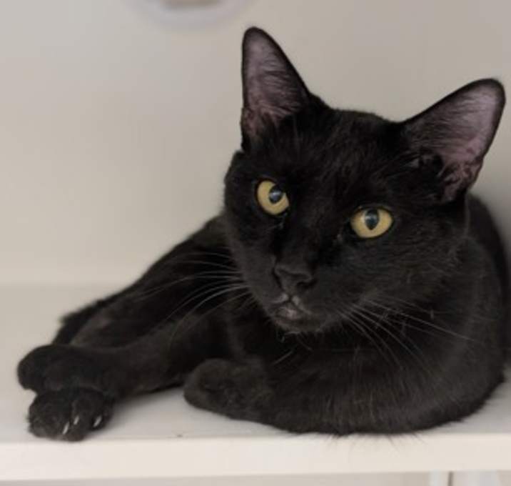 Photo of Velvet