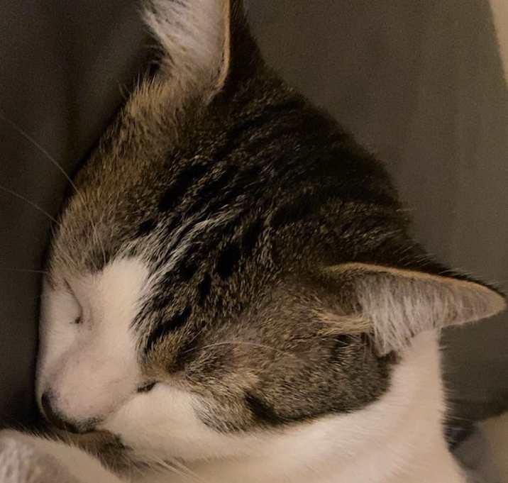 Photo of Belle