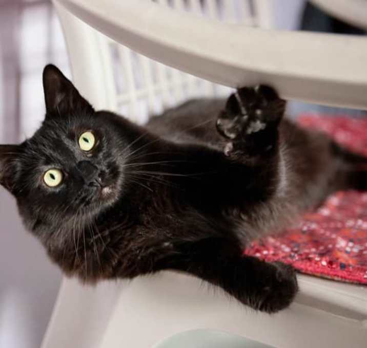 Photo of Dot