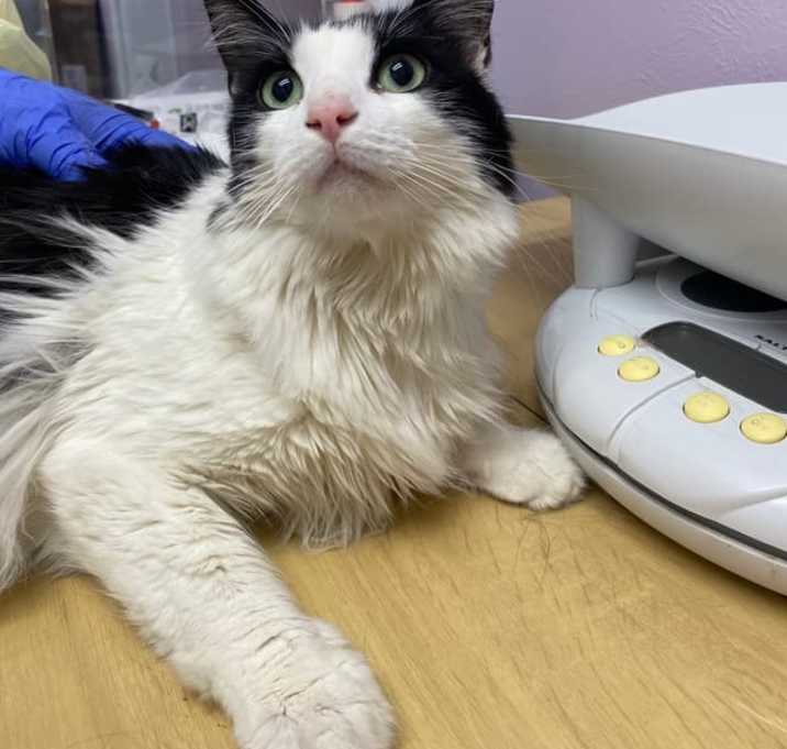 Photo of Domino