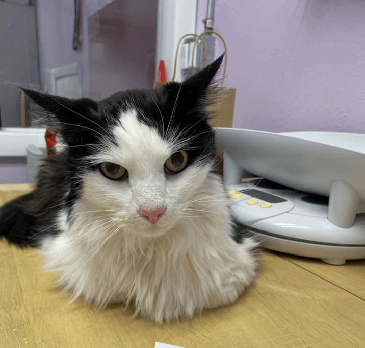Photo of Moo