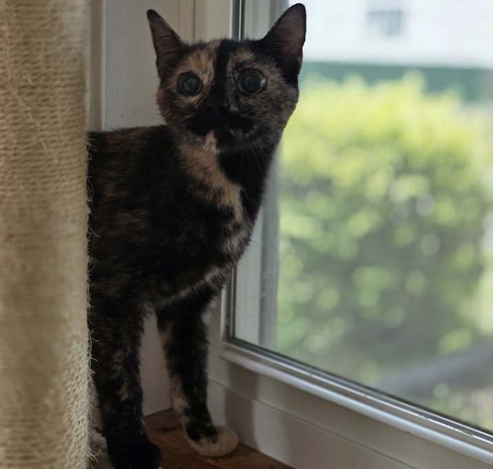 Photo of Greta Kitty