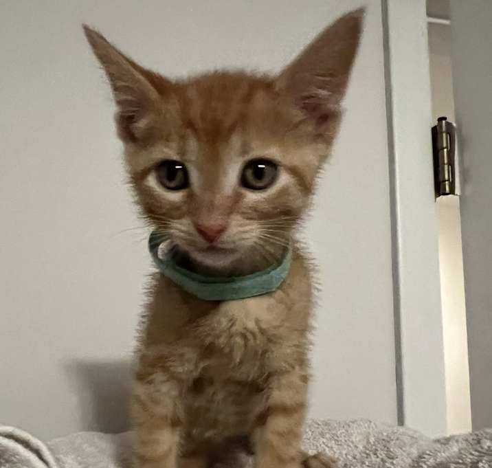 Photo of Orangina