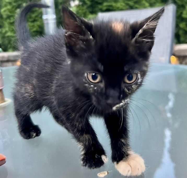Photo of Callie