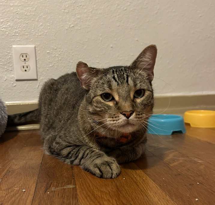 Photo of Meatball 3