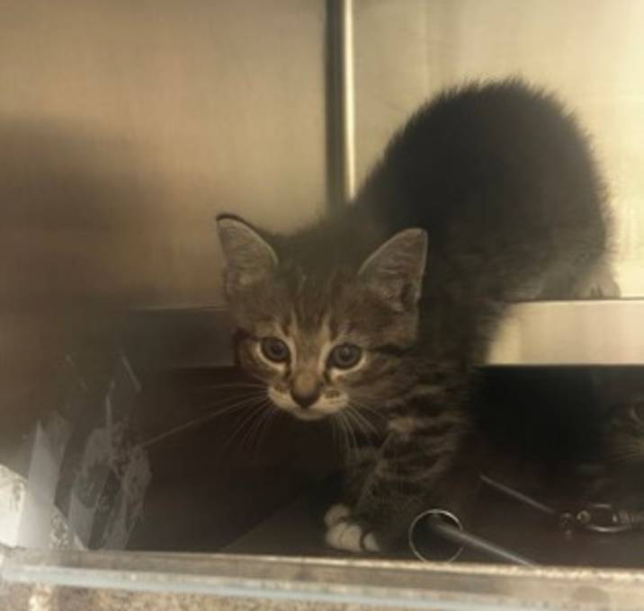 Photo of Buttercup