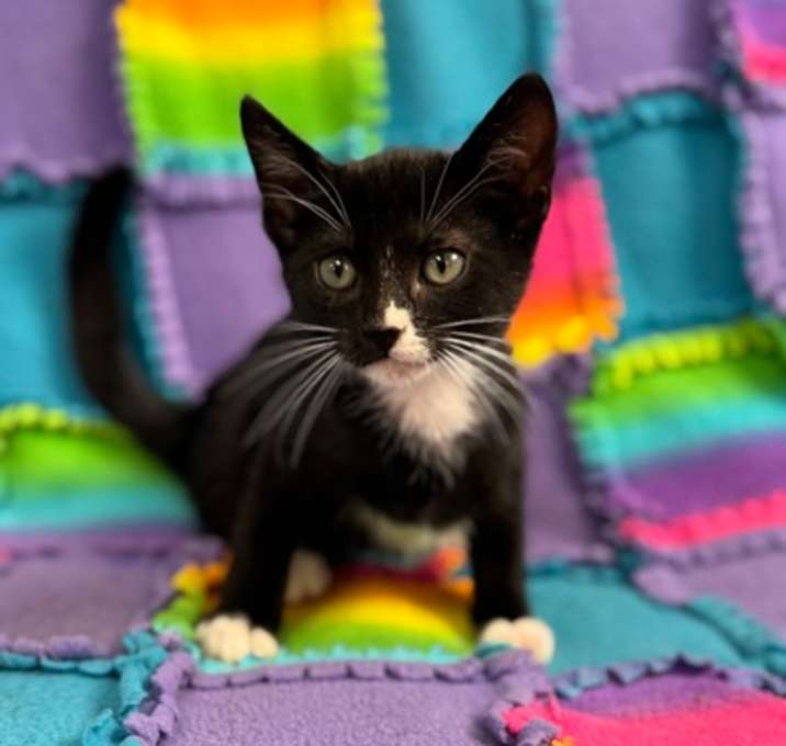 Photo of Socks