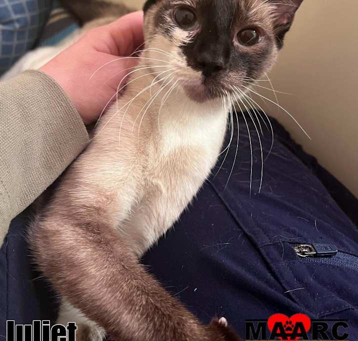 Photo of Juliet