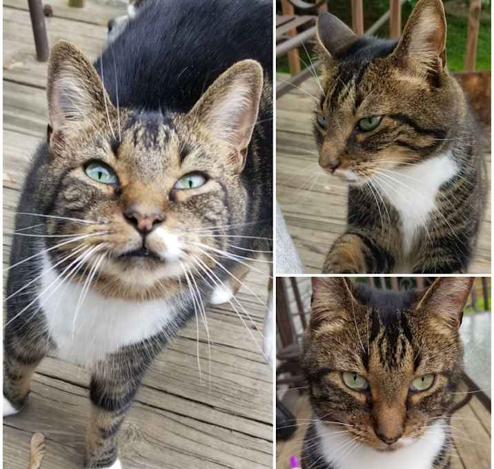 Photo of Cato