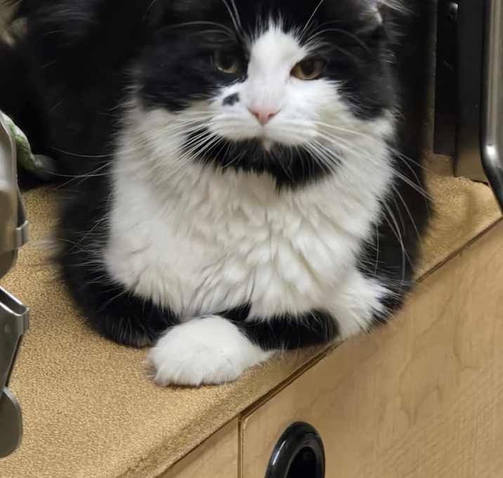 Photo of Marilyn Monroe - PetSmart