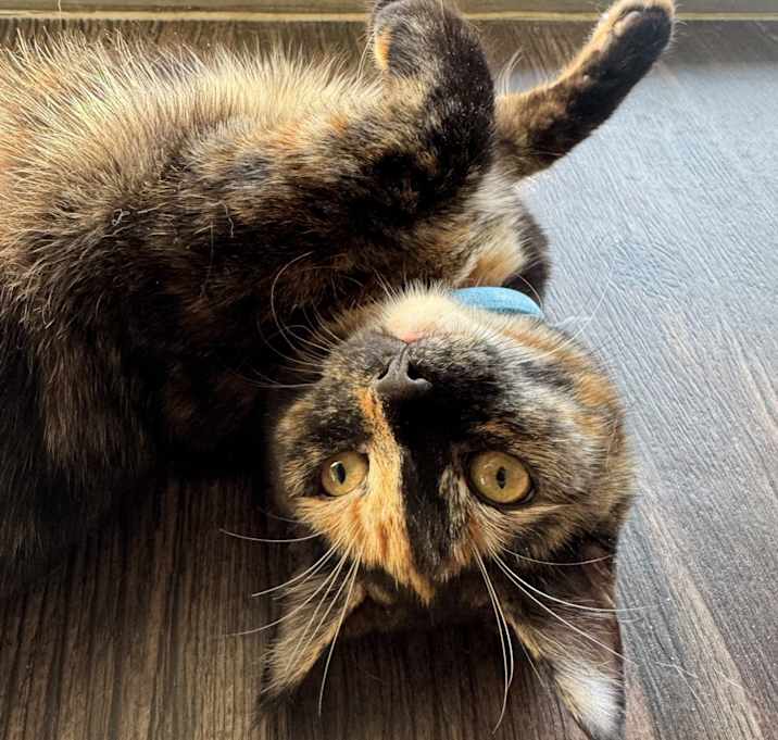 Photo of Tipsy