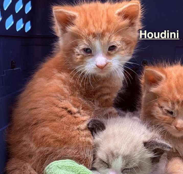 Photo of Houdini
