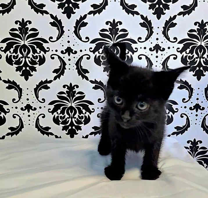 Photo of Vader
