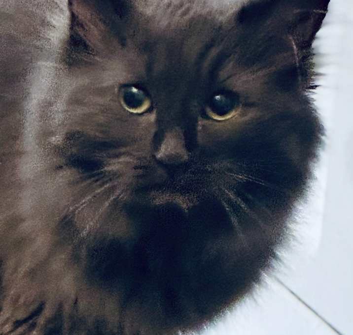 Photo of Velour