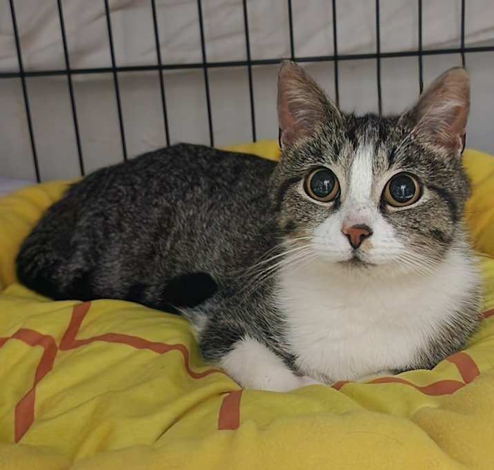 Photo of Eclair