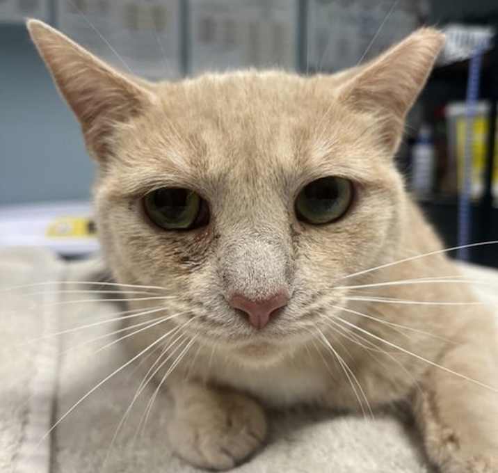 Photo of Sugar