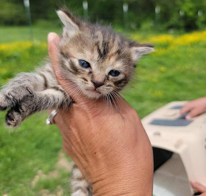 Photo of Tilly