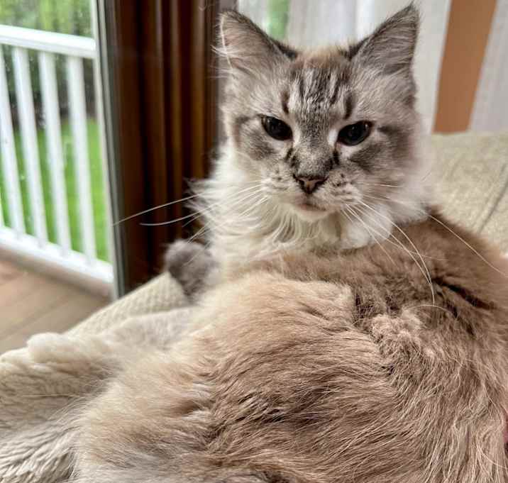 Photo of Gracie