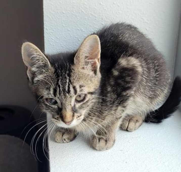 Photo of Lola