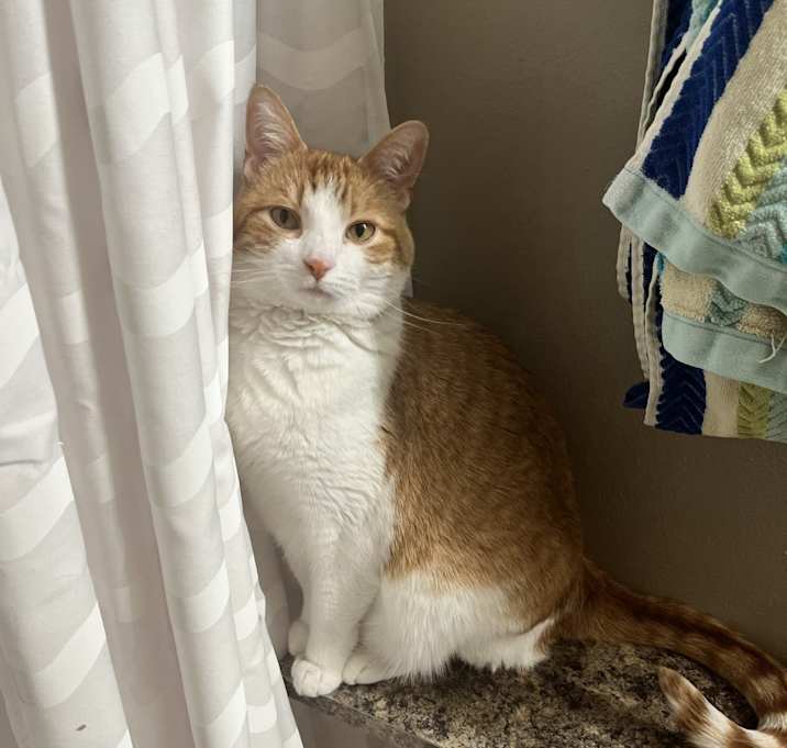 Photo of Mimosa