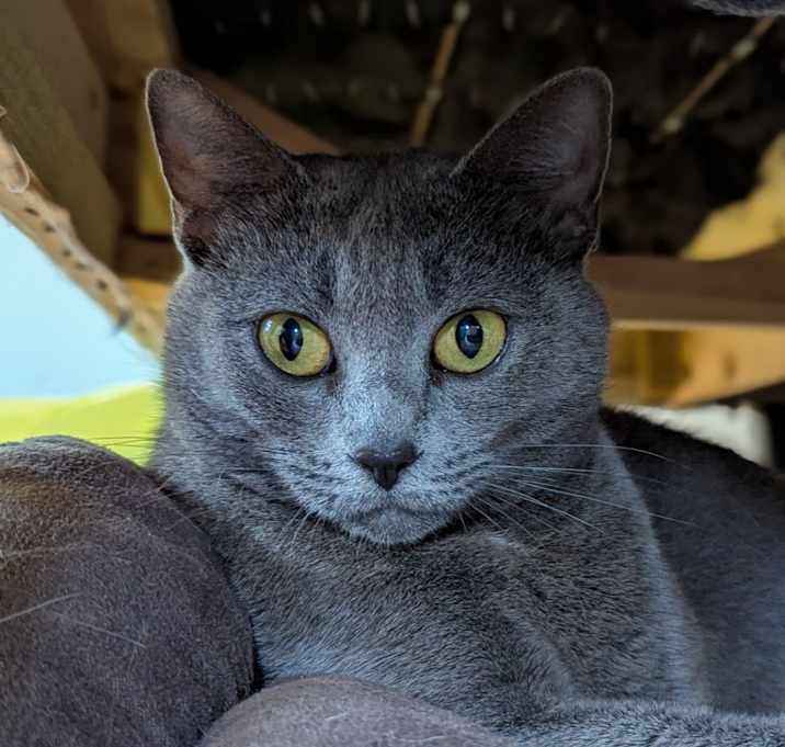 Photo of Blaze