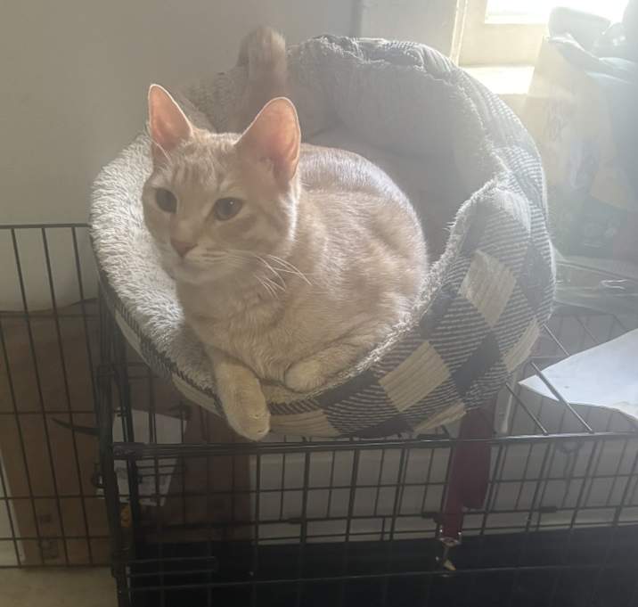 Photo of Tails