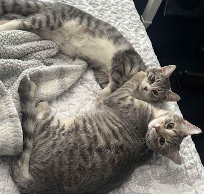 Photo of Luna & Sol