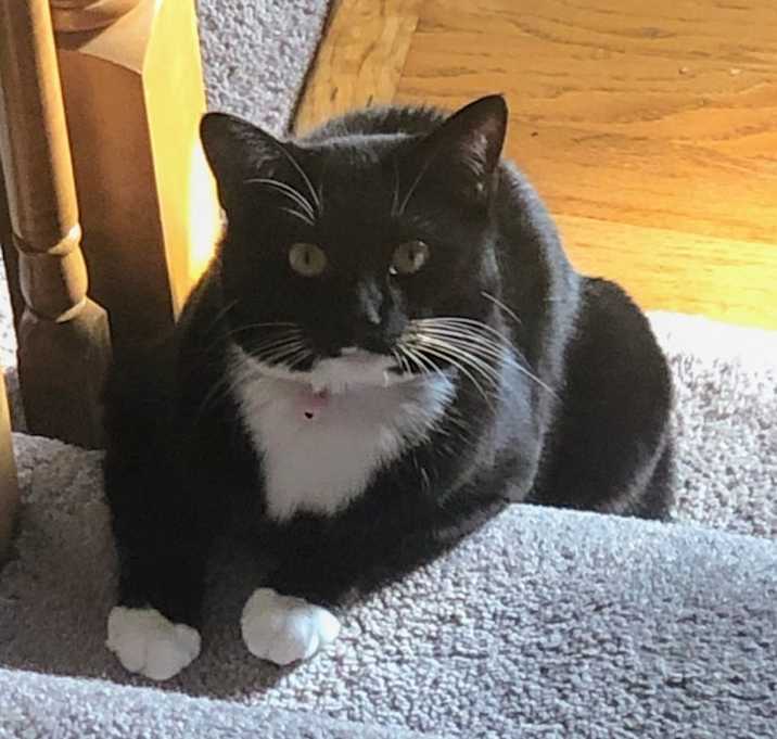 Photo of Bella