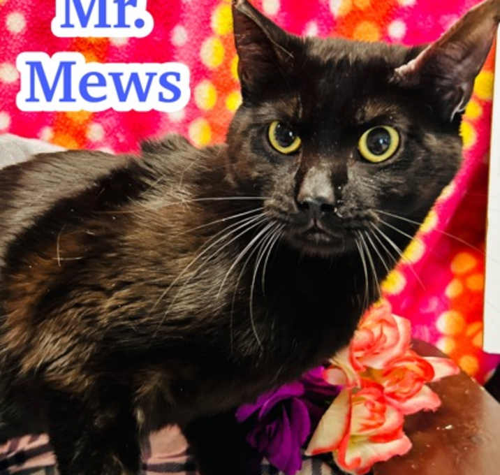 Photo of Mr. Mews
