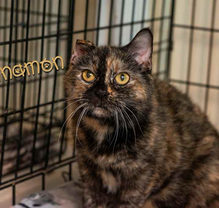 Photo of Cinnamon