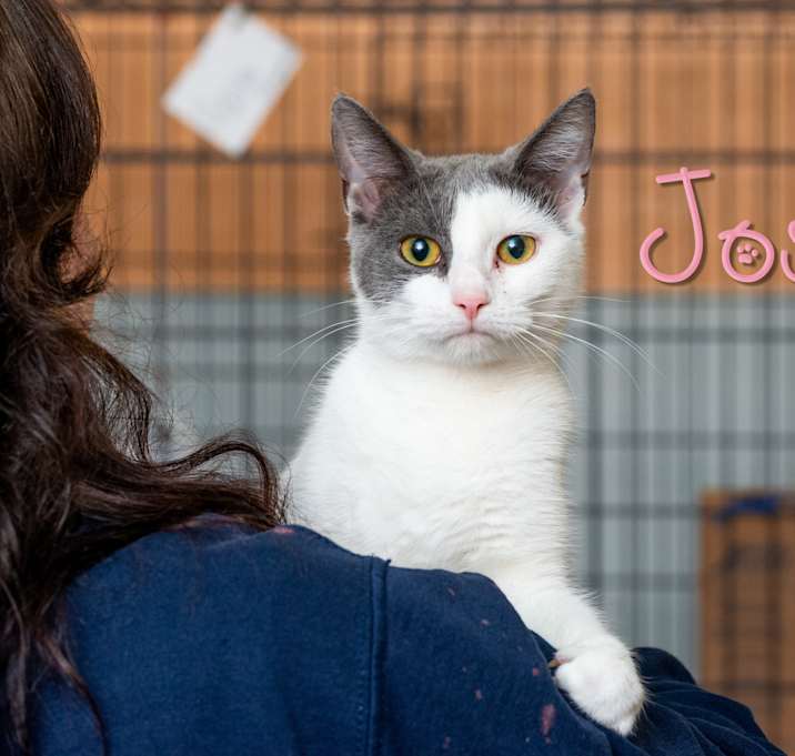 Photo of Josie