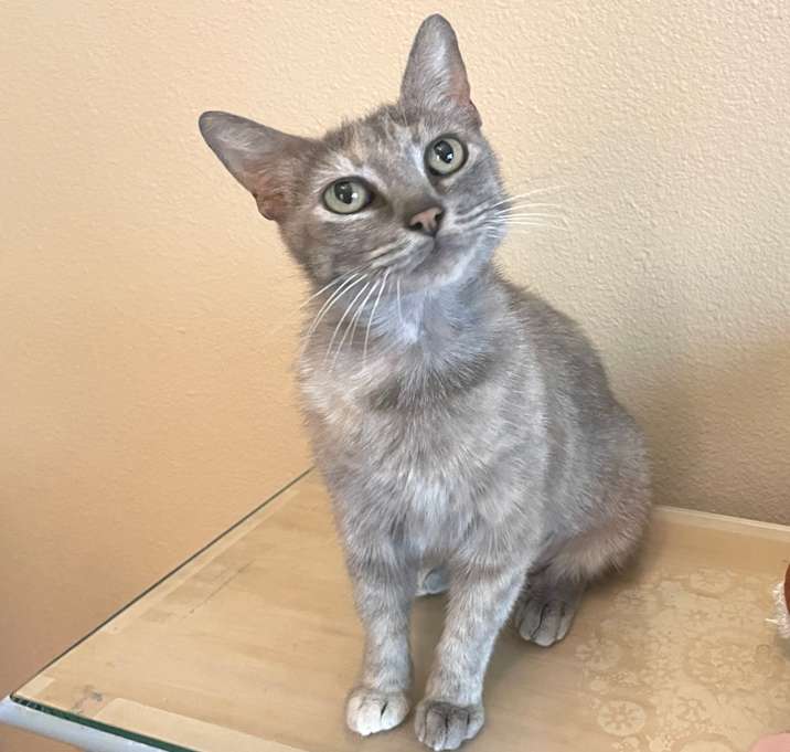 Photo of Belle (mom) DHH