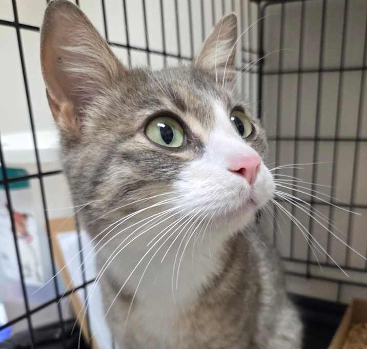 Photo of Harvey