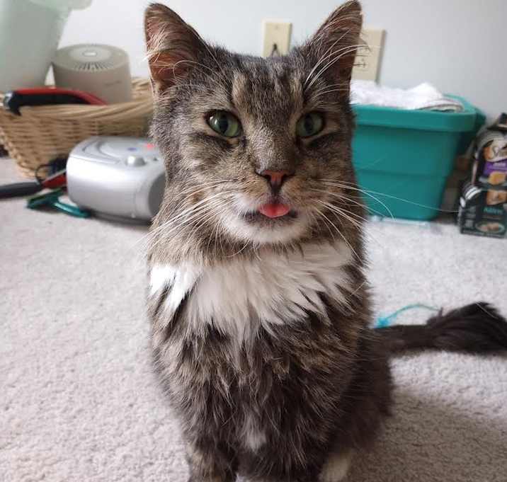 Photo of Mr. Tabby