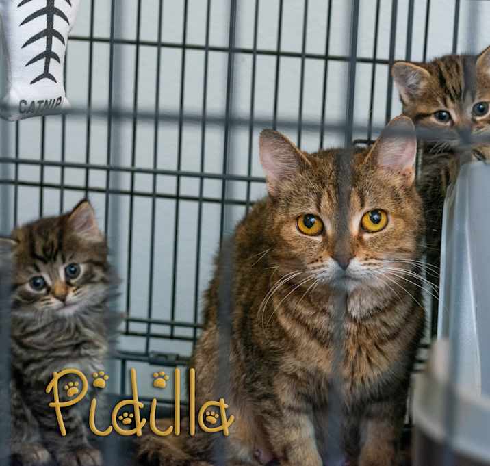 Photo of Pidilla