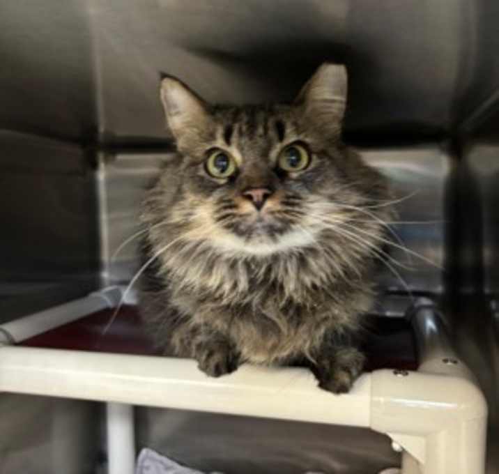 Photo of Ms Kitty