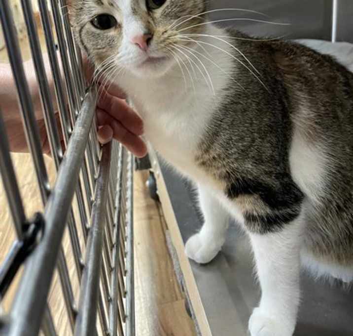 Photo of *LILY