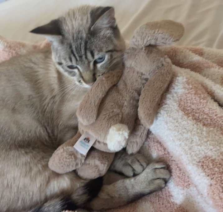 Photo of Moose