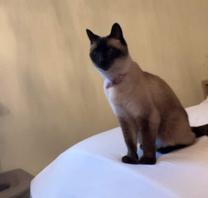 Photo of Bella