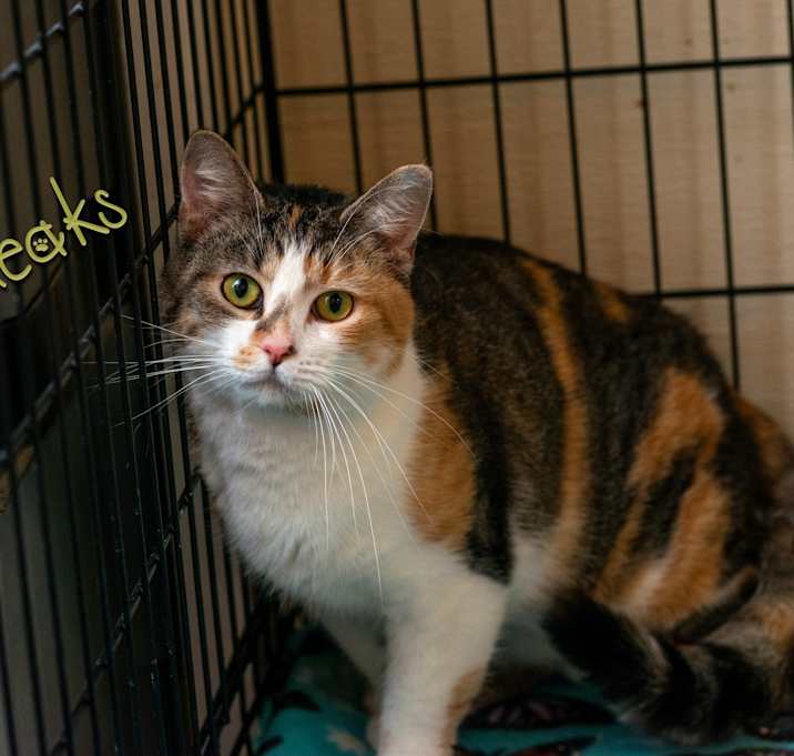 Photo of Squeaks