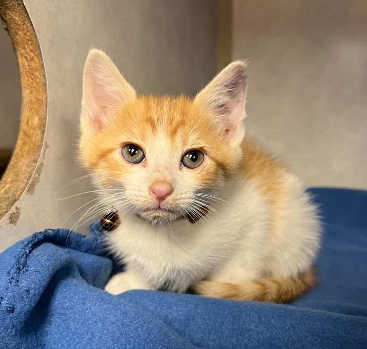 Photo of Sneezy