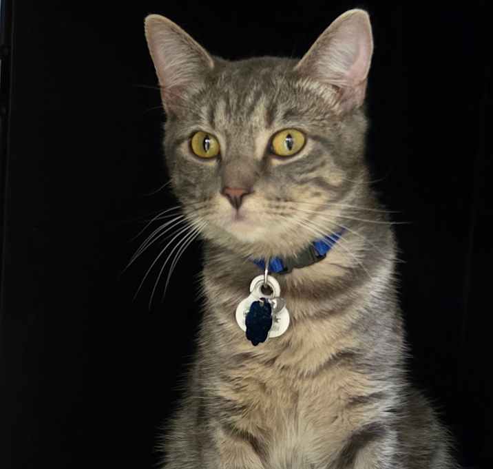 Photo of Orion