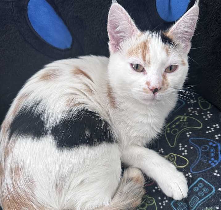 Photo of Kitti