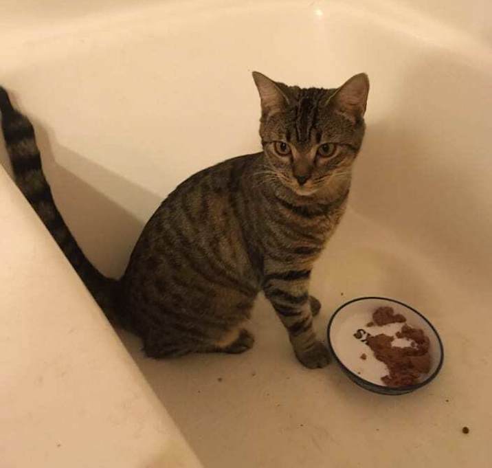 Photo of Violet ( Jupiter ET )