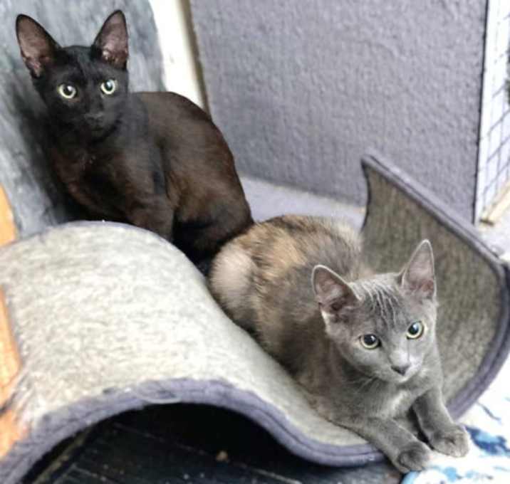 Photo of Merlot
