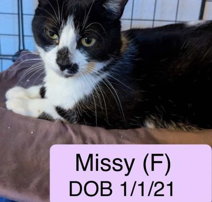 Photo of Missy S.