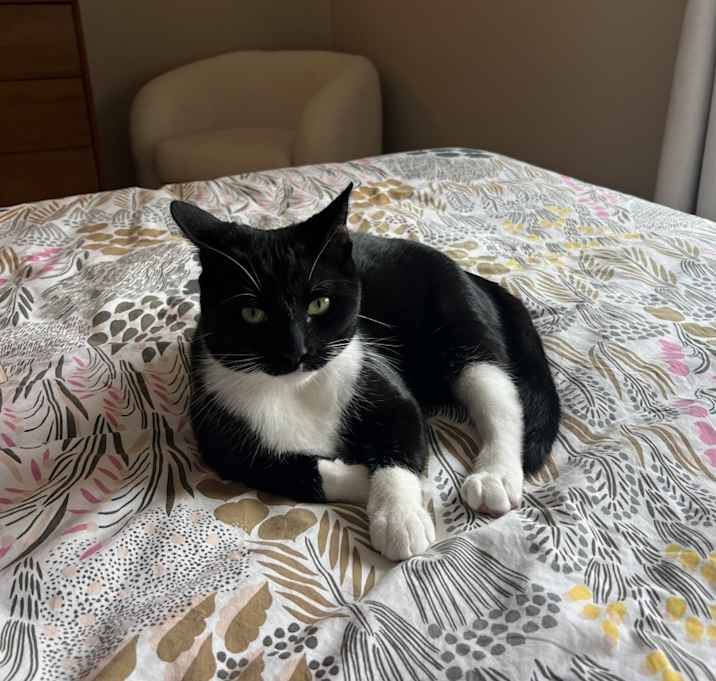 Photo of Oreo
