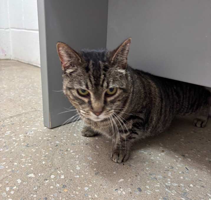 Photo of Tuna