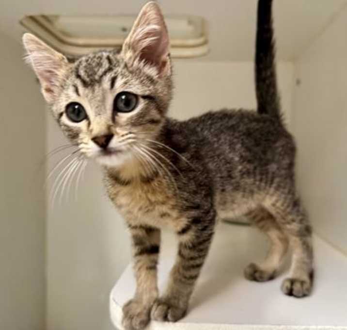 Photo of Shiloh